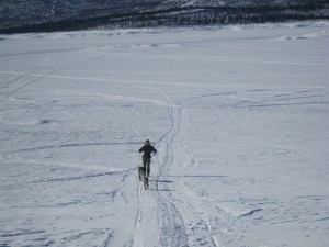 På skidor med mina "draghundar" på Sädvajaure. Underbart!