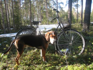 Nu blir det cykling som ska hålla Urax i form.