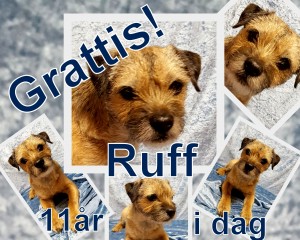 Ruff 11 år